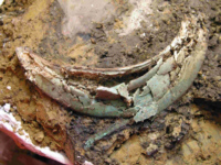 Archologische Restaurierungs-Werkstatt - Matthias Blana